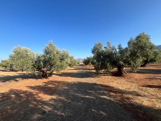 46000m² Land in Andalusia, Spain No. 135845