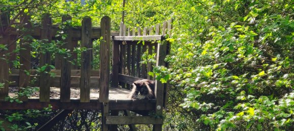 Дом с 7 спальнями в Кобург, Германия № 238568 12