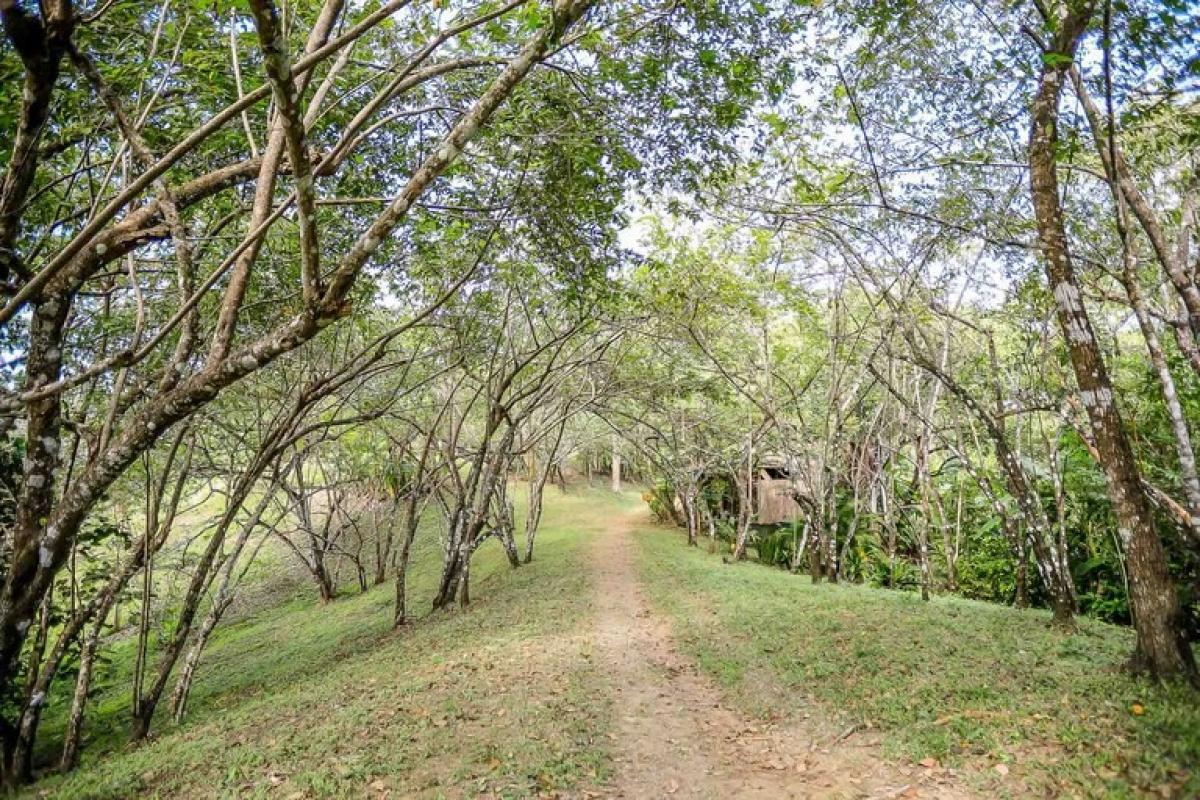  قطعة أرض في Puntarenas, Costa Rica رقم 1586