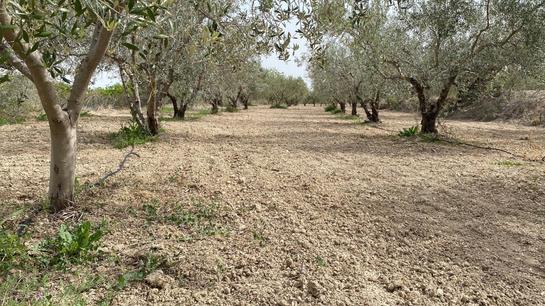 Grundstück in Bullas, Spain 2000m², Nr. 196431