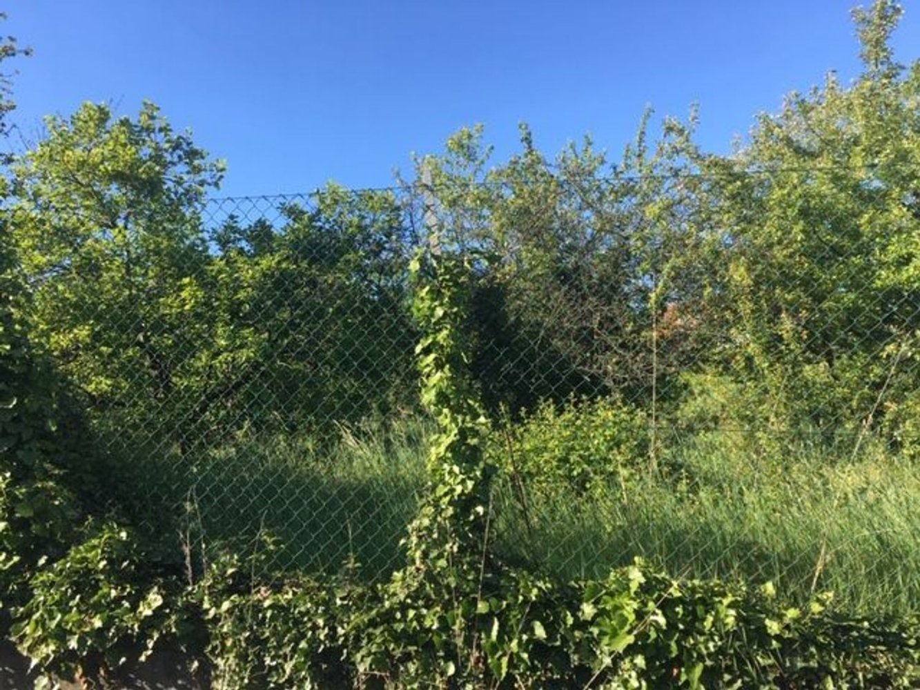 2400m² Land in Givoletto, Italy No. 7966