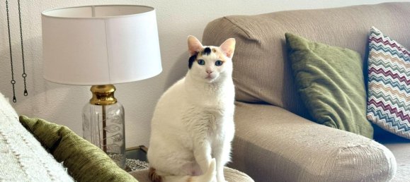 4 bedrooms Apartment in Santander, Spain No. 149844 14