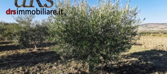 Terrain à Pisticci, Italy 50000m² No. 144138 16