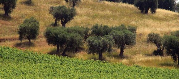 500m² Commercial property in Castiglione della Pescaia, Italy No. 210900 18