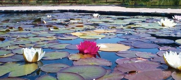 500m² Commercial property in Castiglione della Pescaia, Italy No. 210900 7