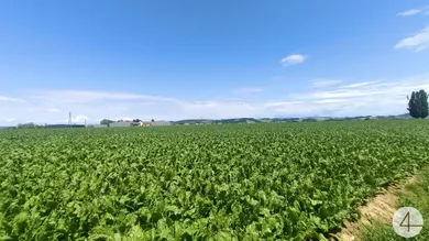  Land in Suben, Austria No. 41387