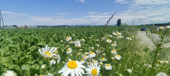  Land in Suben, Austria No. 41387 4