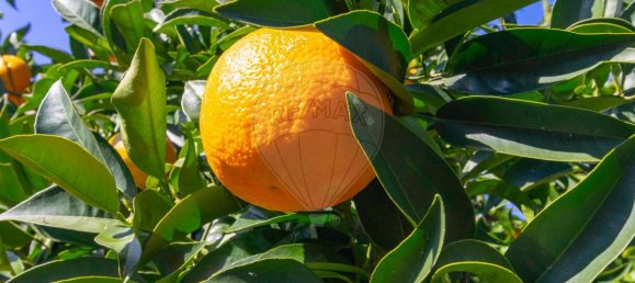 Casa de 4 dormitorios en Souselo, Portugal No. 163272 18