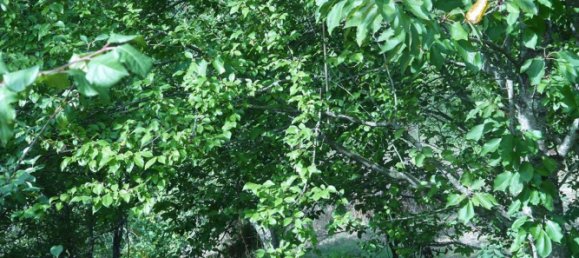 3-Zimmer Haus in Sesta Godano, Italy, Nr. 301532 12