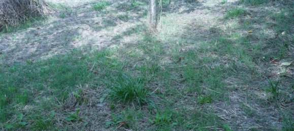 3-Zimmer Haus in Sesta Godano, Italy, Nr. 301532 18