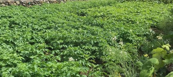 4 غرف نوم منزل في Vila de Sao Sebastiao, Portugal رقم 45406 5