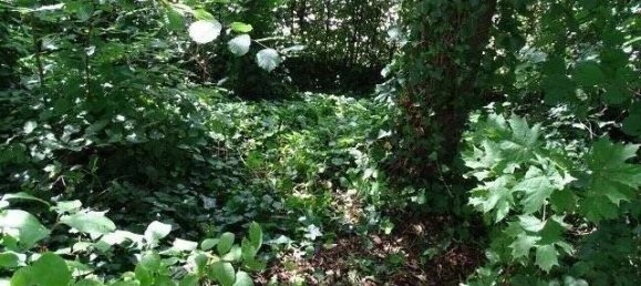 Дом с 4 комнатами в Бонн, Германия № 8024 22