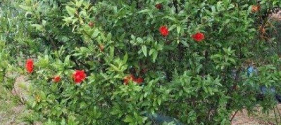 5غرفة منزل في German Kaltenbrunn, Austria رقم 245571 49