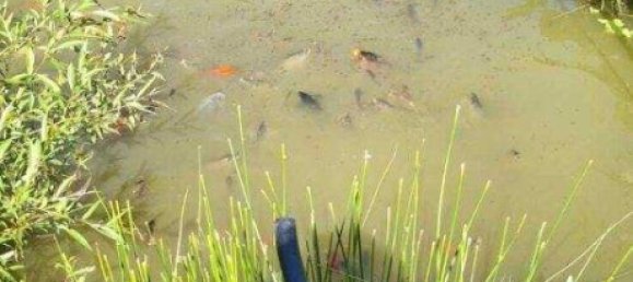 5غرفة منزل في German Kaltenbrunn, Austria رقم 245571 35