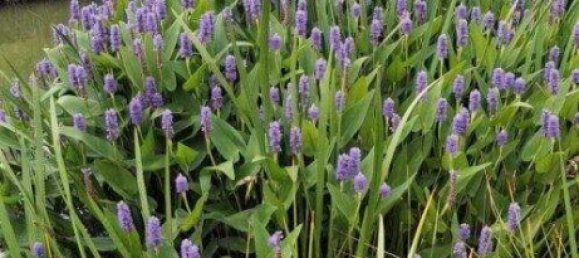 5غرفة منزل في German Kaltenbrunn, Austria رقم 245571 44