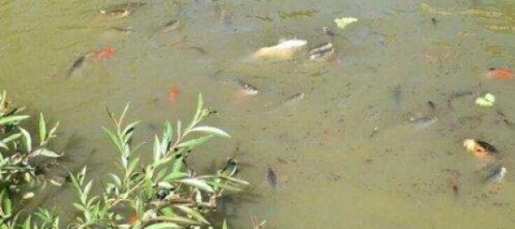 5غرفة منزل في German Kaltenbrunn, Austria رقم 245571 36