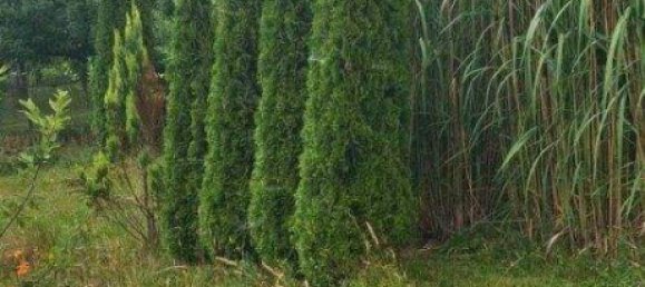 5غرفة منزل في German Kaltenbrunn, Austria رقم 245571 46