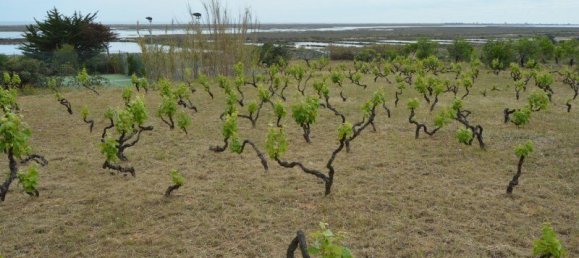 2 Schlafzimmer Haus in Olhao, Portugal, Nr. 128643 20