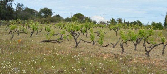 2 Schlafzimmer Haus in Olhao, Portugal, Nr. 128643 18