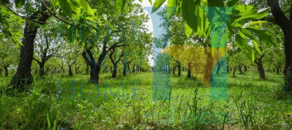 Terreno em Noto, Italy 20000 m² N.º 119513 15