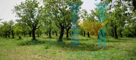 Terreno em Noto, Italy 20000 m² N.º 119513 19