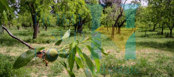 Terreno em Noto, Italy 20000 m² N.º 119513 10