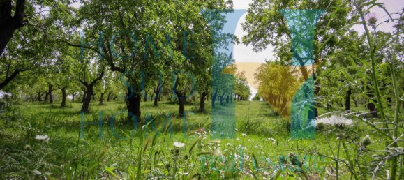 Terreno em Noto, Italy 20000 m² N.º 119513 13