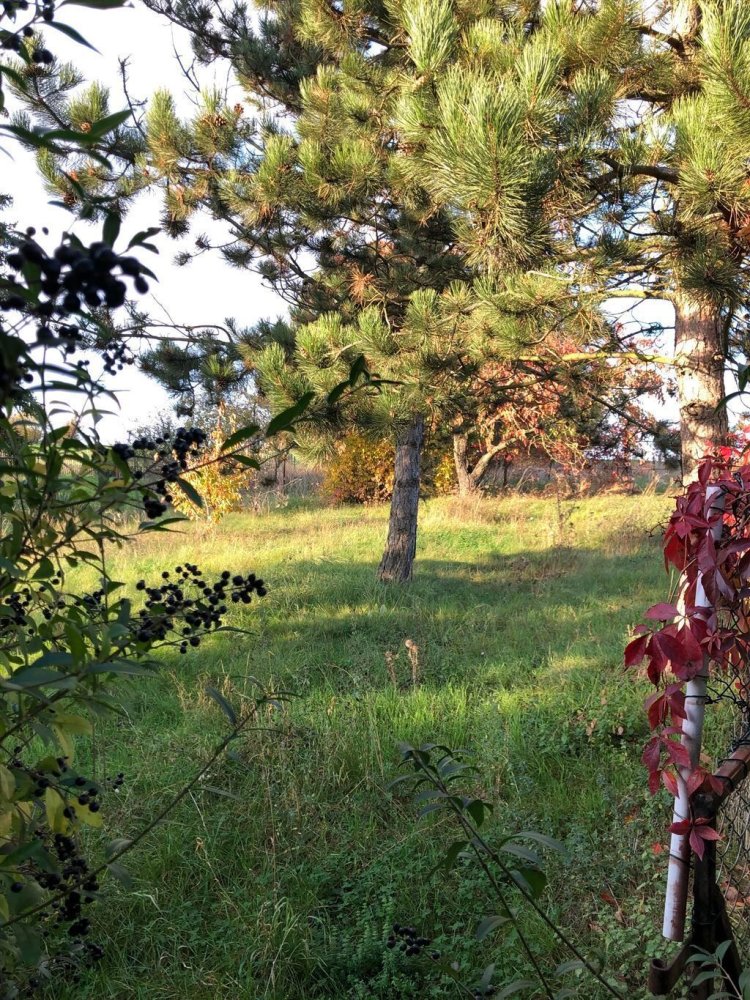 5-salle Maison à Saalekreis, Germany No. 35439