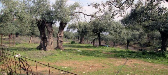 11250m² Hotel in Thasos, Greece No. 7935 3