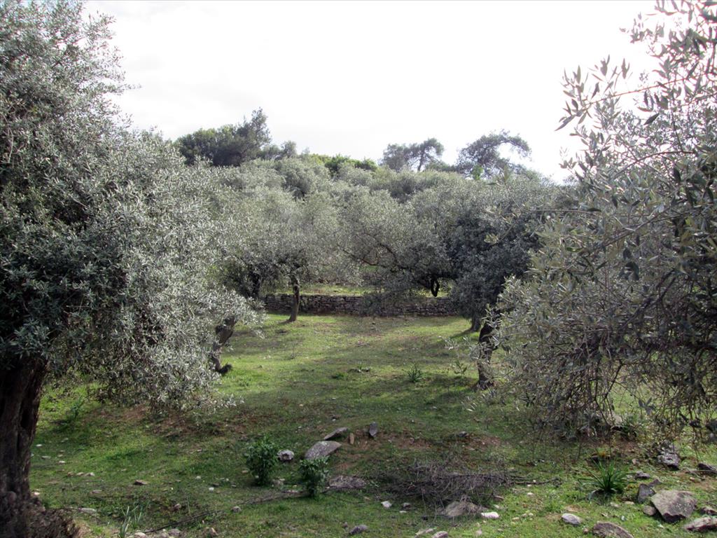 11250m² Hotel in Thasos, Greece No. 7935