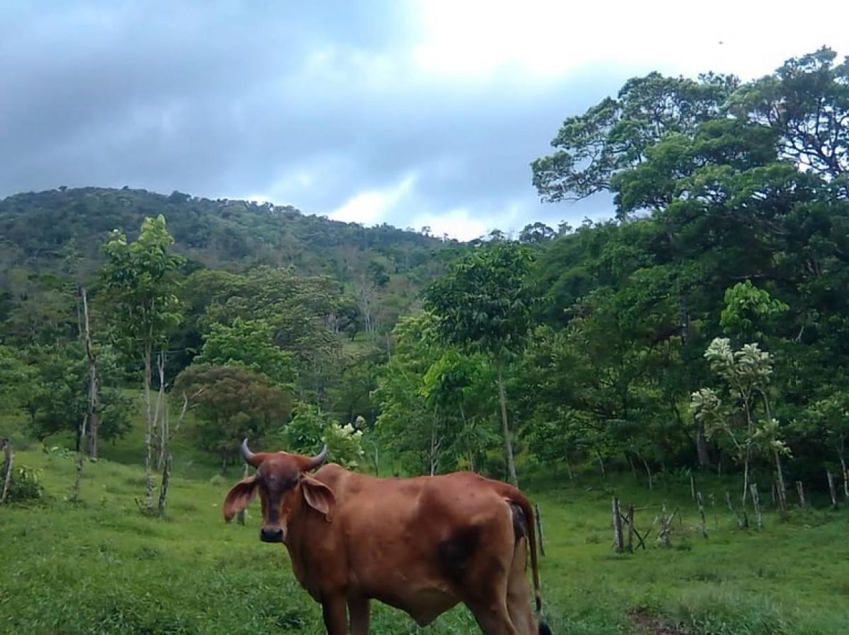 terreno en venta en Upala, Alajuela, Costa Rica № 1773