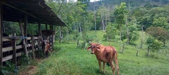 terreno en venta en Upala, Alajuela, Costa Rica № 1773 2