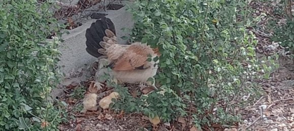 4 bedrooms House in Daya Nueva, Spain No. 13021 20