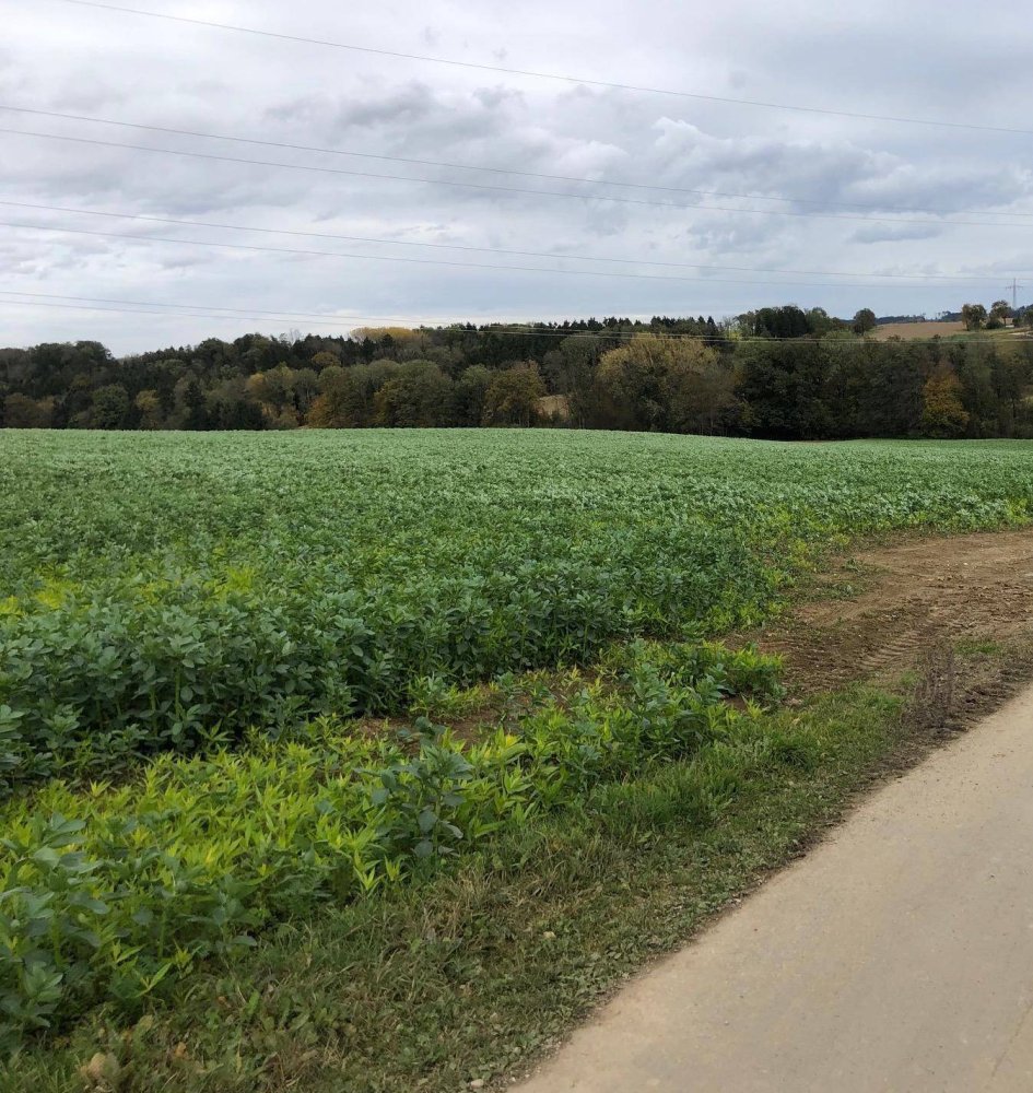 651m² Land in Wallsee-Sindelburg, Austria No. 162845