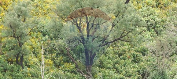 9 Schlafzimmer Haus in Silves, Portugal, Nr. 39887 6