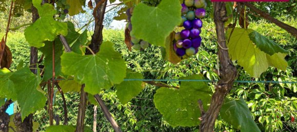 4 rooms House in Feldbach, Austria No. 241028 6