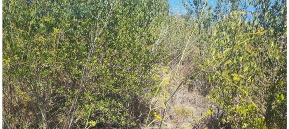  قطعة أرض في Cascais, Portugal 483متر مربع رقم 139554 13