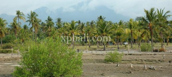 Terreno en Lovina, Indonesia No. 4200 9