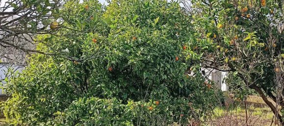 3 غرف نوم فيلا في Lourinha, Portugal رقم 113997 5