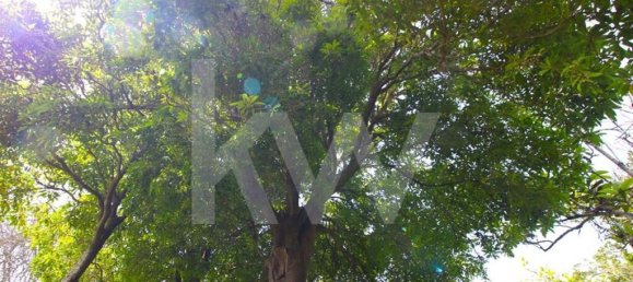 4 chambres Maison à Calheta, Portugal No. 72838 7