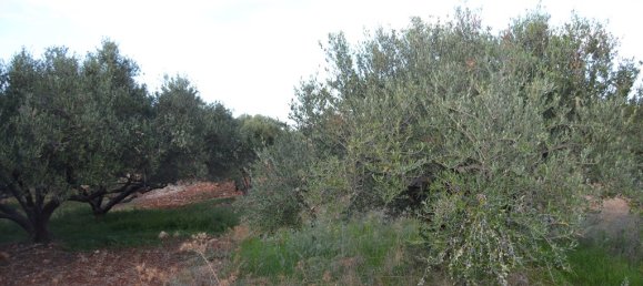 25000m² Hotel in Hersonissos, Greece No. 6017 7