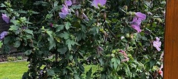 3 chambres Maison à Lubeck, Germany No. 290311 23