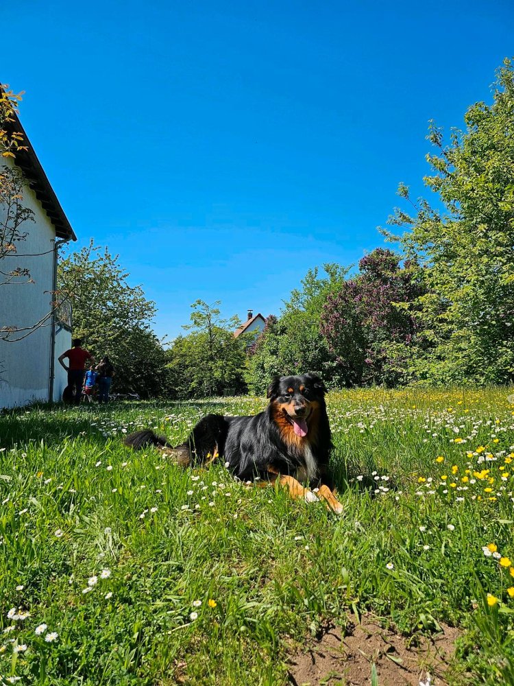 Terrain à Wetteraukreis, Germany No. 265325