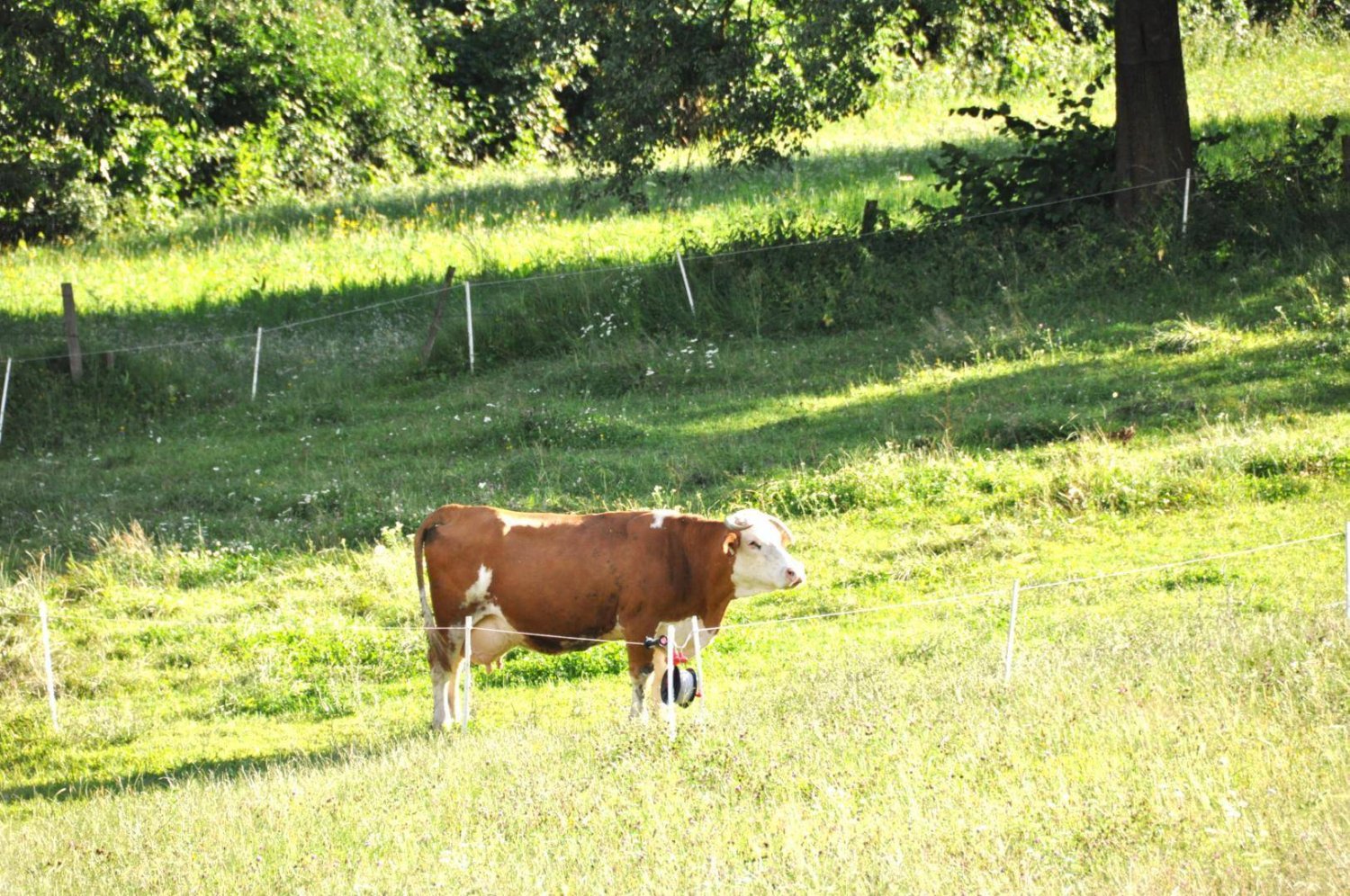 Grundstück in Gaimberg, Austria 650m², Nr. 241064