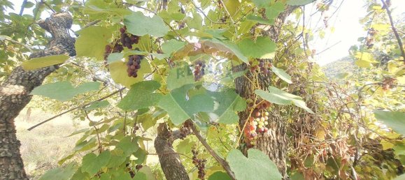 1غرفة قطعة أرض في Ortovero, Italy رقم 110658 27