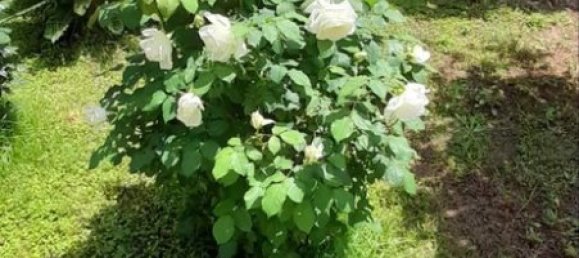 2 Schlafzimmer Haus in Vilia, Greece, Nr. 92910 7