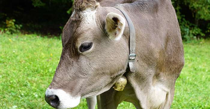 Gewerbliche Immobilie in Rheinland-Pfalz, Germany 880m², Nr. 193852