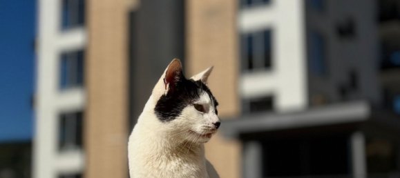 Apartment 1+1 in Alanya, Turkey No. 32272 10