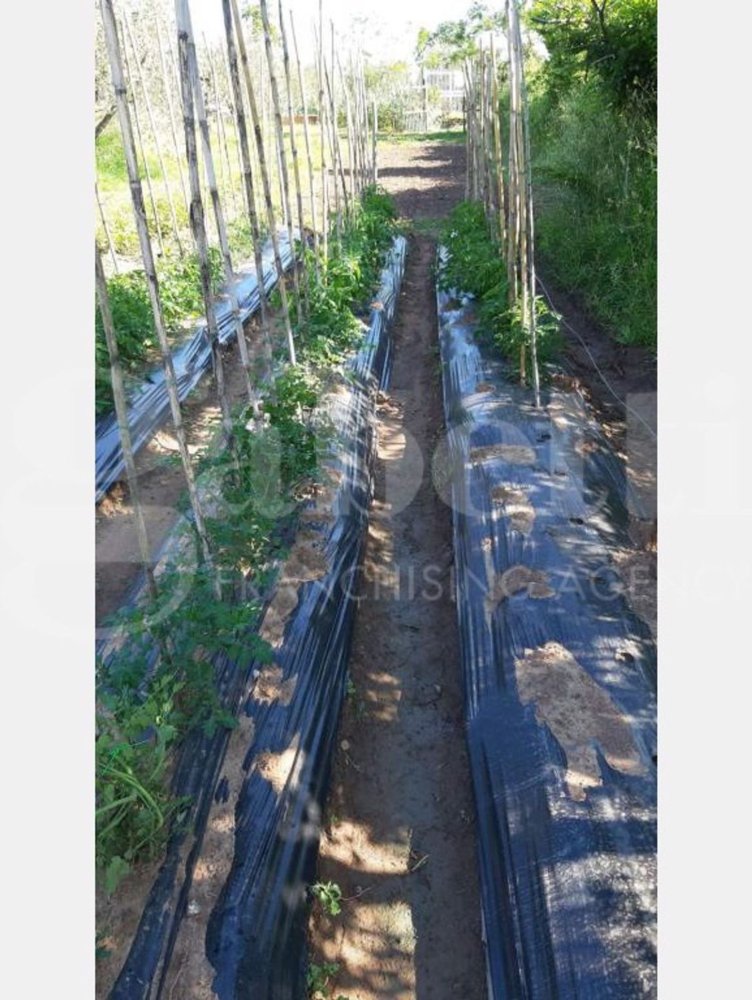 6176m² Land in Gavorrano, Italy No. 85821