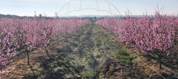 10 bedrooms House in Escalhao, Portugal No. 19969 2